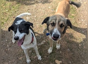 Samantha wartet im Tierpflegenest 71522 Backnang
