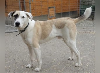 Tim - idealer Begleiter mit wunderschönem Gesicht