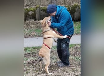 Emma - soziale Junghündin sucht ihre Familie