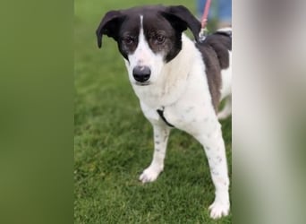 Samantha wartet im Tierpflegenest 71522 Backnang