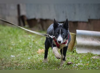 Ruhiger LEVIN sucht ein Zuhause