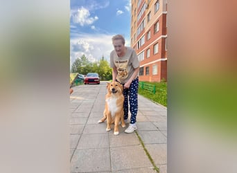 Hübscher SPAYK sucht eine Familie (gerne mit Kindern)