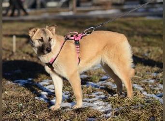 Nachdenkliche Arina ist für ruhige Menschen