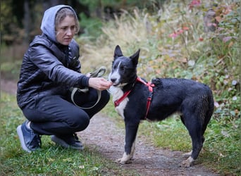 Ruhiger LEVIN sucht ein Zuhause