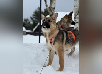 Ruhige NOOBI sucht ein Zuhause