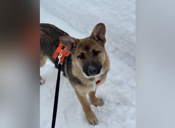 Ruhige NOOBI sucht ein Zuhause