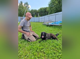 Braver MISHKA sucht ein Zuhause