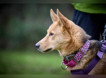 JEK ist ein echter Familienhund. Familie wird gesucht.