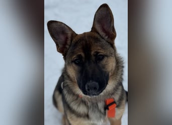 Aktive NARVA sucht eine liebevolle Familie