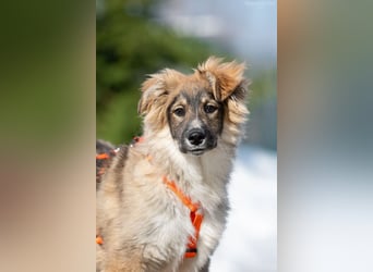 Freundlicher ILYUSHA sucht seine Menschen