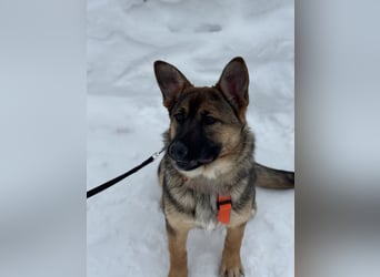 Aktive NARVA sucht eine liebevolle Familie