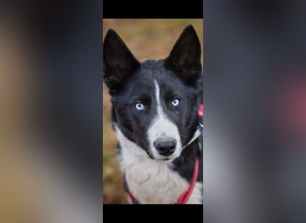 Ruhiger LEVIN sucht ein Zuhause