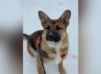 Ruhige NOOBI sucht ein Zuhause