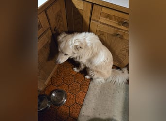 Bildhübsche EFFI sucht eine neue Familie