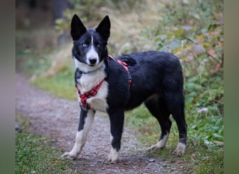 Ruhiger LEVIN sucht ein Zuhause