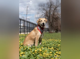 Ausgeglichener OKAMI sucht Familie