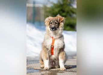 Freundlicher ILYUSHA sucht seine Menschen