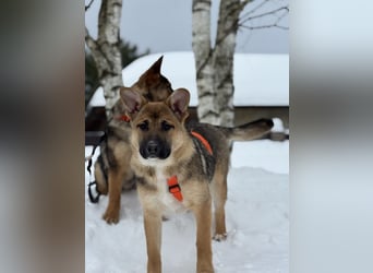 Ruhige NOOBI sucht ein Zuhause