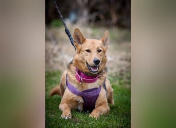 JEK ist ein echter Familienhund. Familie wird gesucht.