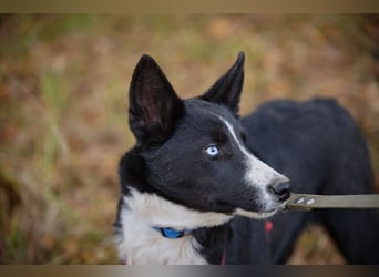 Ruhiger LEVIN sucht ein Zuhause