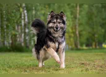 Wuschelige FREYA sucht ein schönes Zuhause