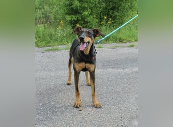 Aufgeschlossene BETA sucht eine treue Familie