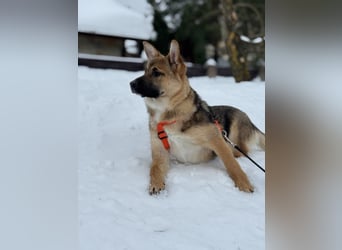 Ruhige NOOBI sucht ein Zuhause