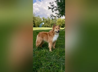 Hübscher SPAYK sucht eine Familie (gerne mit Kindern)