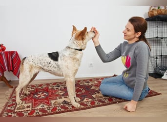 Feine SERAFIMA sucht ihre Familie