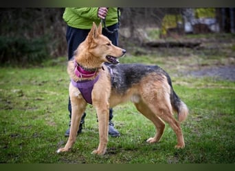 JEK ist ein echter Familienhund. Familie wird gesucht.