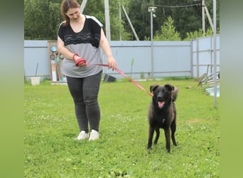 Braver MISHKA sucht ein Zuhause