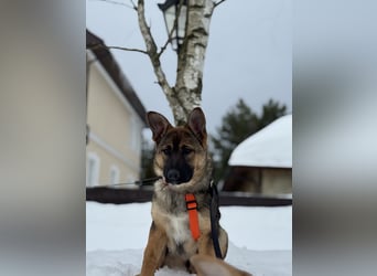 Aktive NARVA sucht eine liebevolle Familie