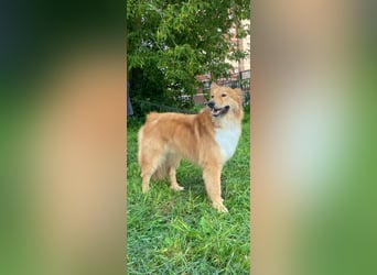Hübscher SPAYK sucht eine Familie (gerne mit Kindern)