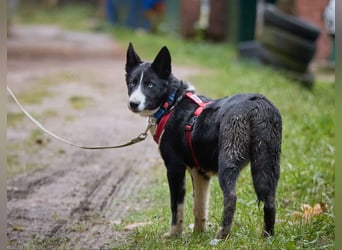 Ruhiger LEVIN sucht ein Zuhause