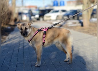 Nachdenkliche Arina ist für ruhige Menschen