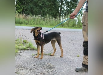 Aufgeschlossene BETA sucht eine treue Familie