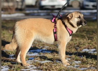Nachdenkliche Arina ist für ruhige Menschen