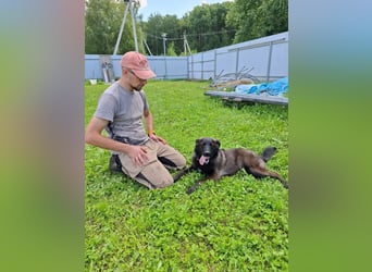 Braver MISHKA sucht ein Zuhause