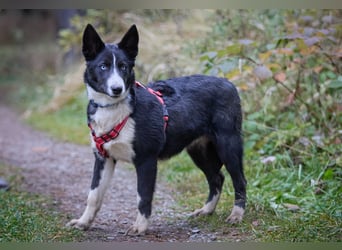 Ruhiger LEVIN sucht ein Zuhause