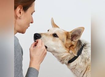 Feine SERAFIMA sucht ihre Familie