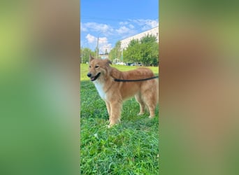 Hübscher SPAYK sucht eine Familie (gerne mit Kindern)