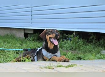 Ausgeglichener BRUNO sucht eine Familie