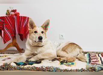 Feine SERAFIMA sucht ihre Familie