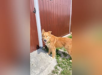 Hübscher SPAYK sucht eine Familie (gerne mit Kindern)