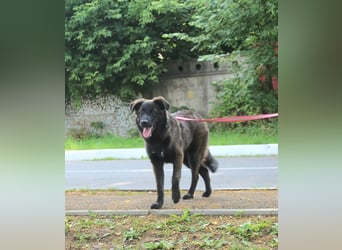 Braver MISHKA sucht ein Zuhause