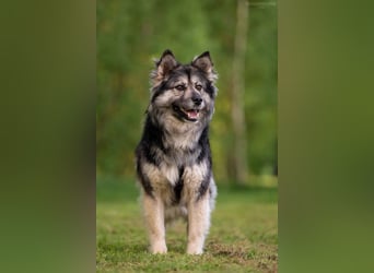 Wuschelige FREYA sucht ein schönes Zuhause