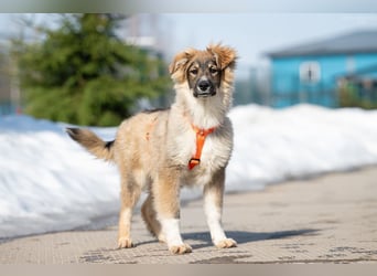 Freundlicher ILYUSHA sucht seine Menschen