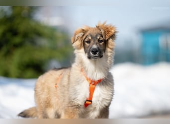 Freundlicher ILYUSHA sucht seine Menschen