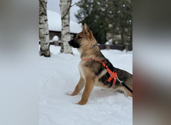 Ruhige NOOBI sucht ein Zuhause