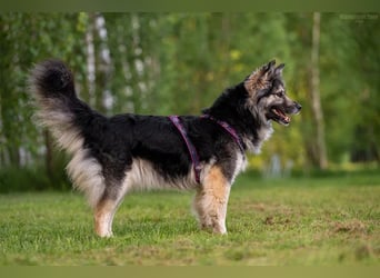 Wuschelige FREYA sucht ein schönes Zuhause